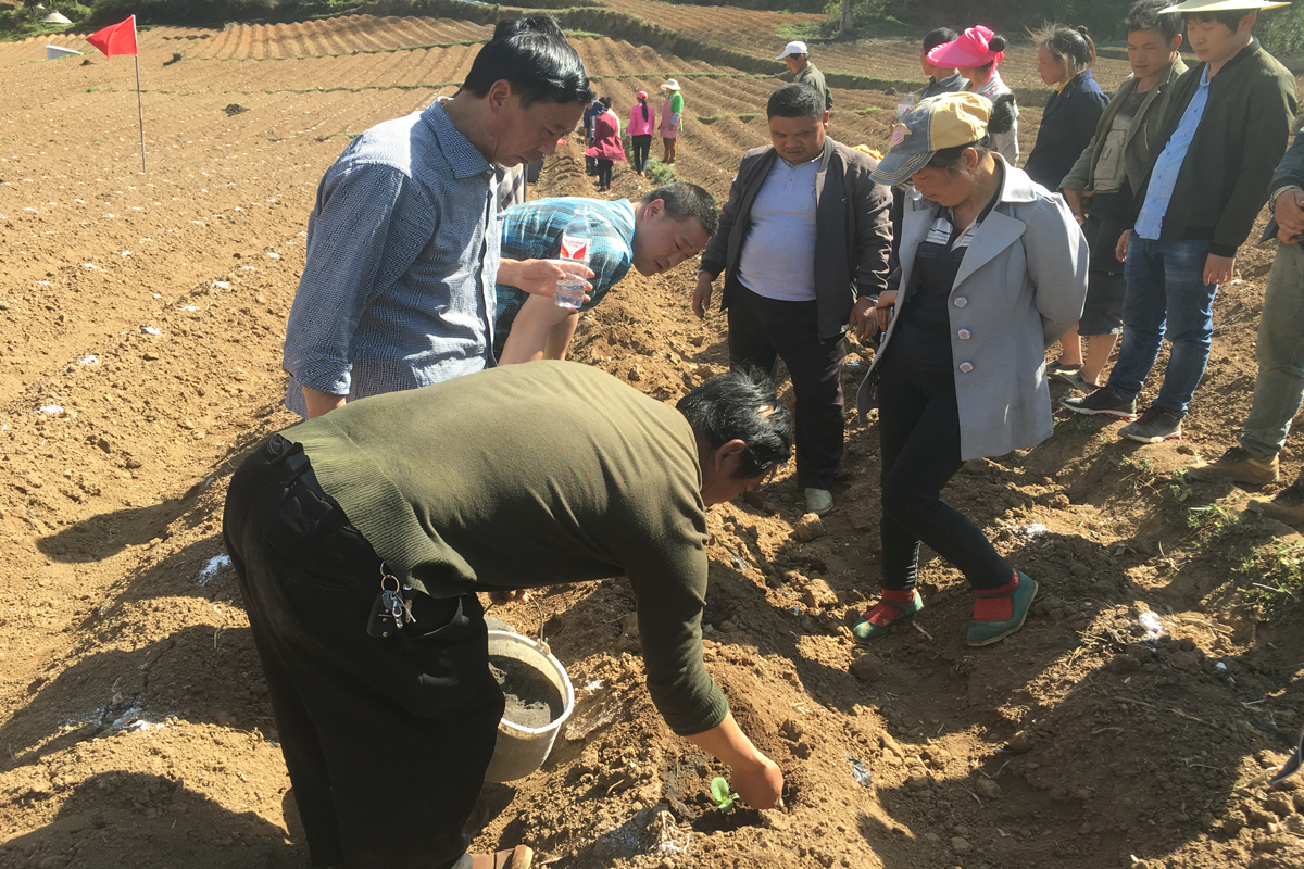 彝良县奎香科技园区重楼种植基地,彝良奎香最新规划