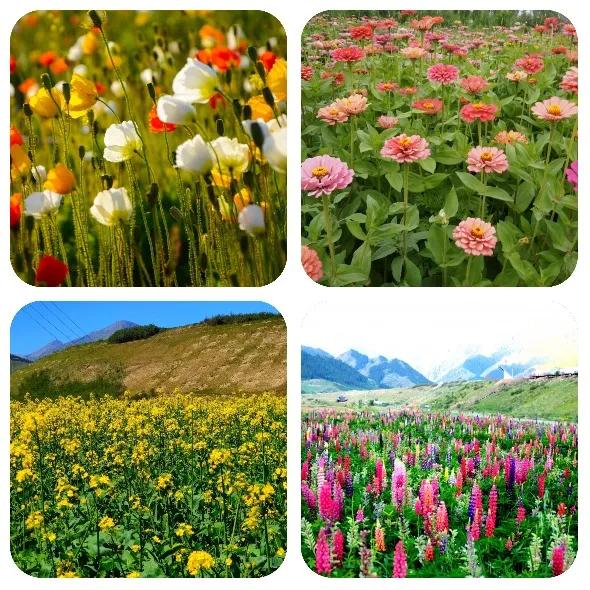 春节吉木萨尔周边游,6月份吉木萨尔周边一日自驾游