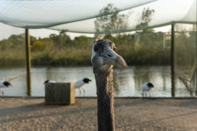 森林麋鹿公园,森林麋鹿