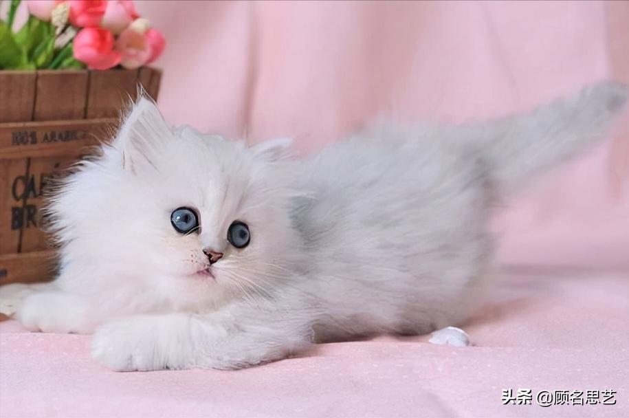 猫咪吃猫粮拉稀,猫咪吃猫粮拉稀怎么办