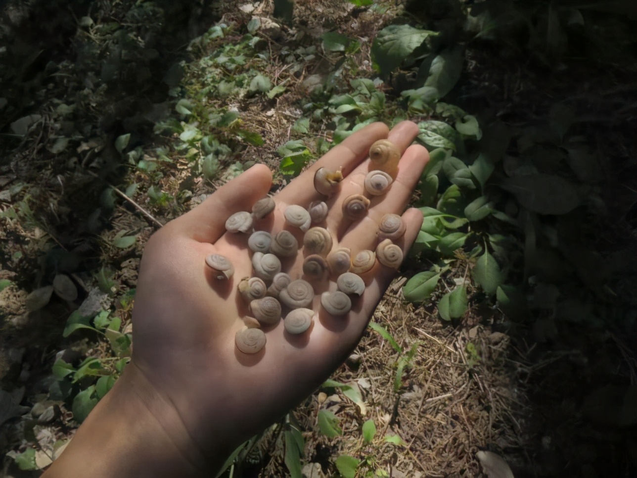 什么蜗牛产出来的卵是红色的,蜗牛是从哪个部位下蛋的