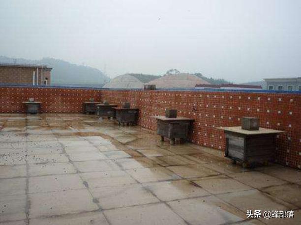 养蜜蜂技术让蜜蜂只进不出的机关,养蜂人不要的蜜蜂如何养殖成功