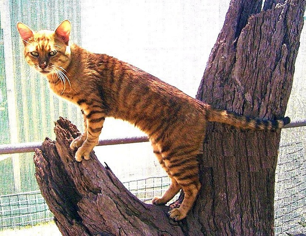 各种猫咪花纹品种,名贵品种猫咪大全