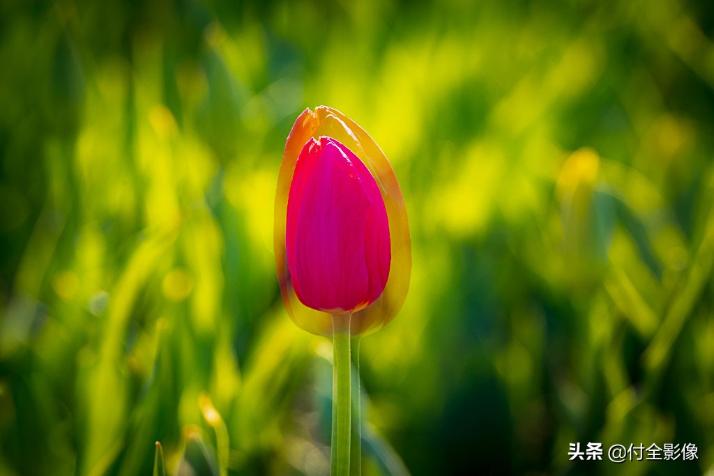 北京国际鲜花港有限公司,北京国际鲜花港一日游