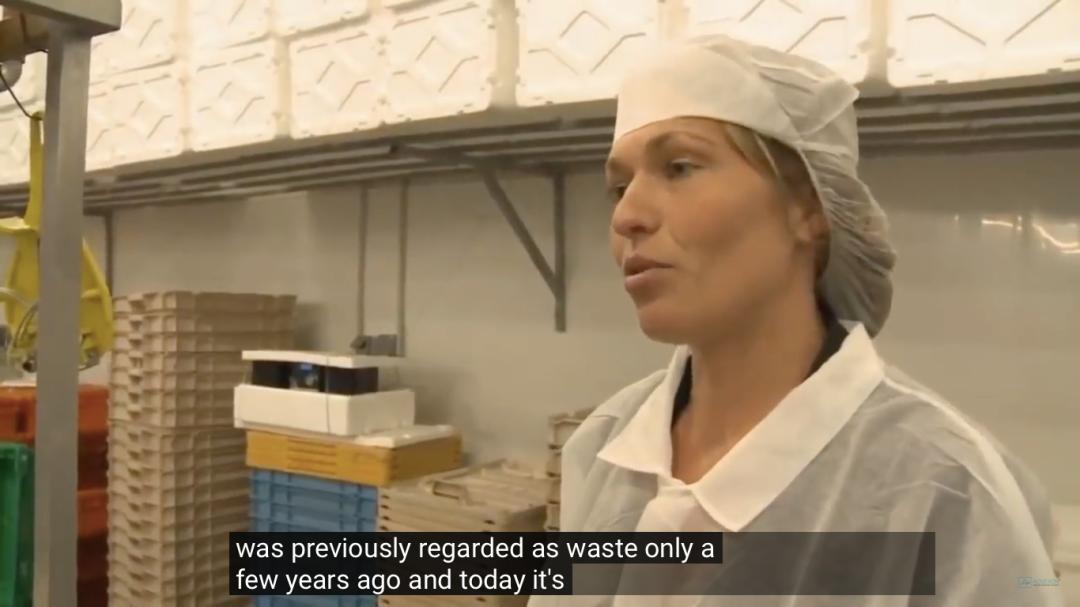 “最毒僵尸鱼”,外媒曝挪威三文鱼养殖乱象,看完胃不好了