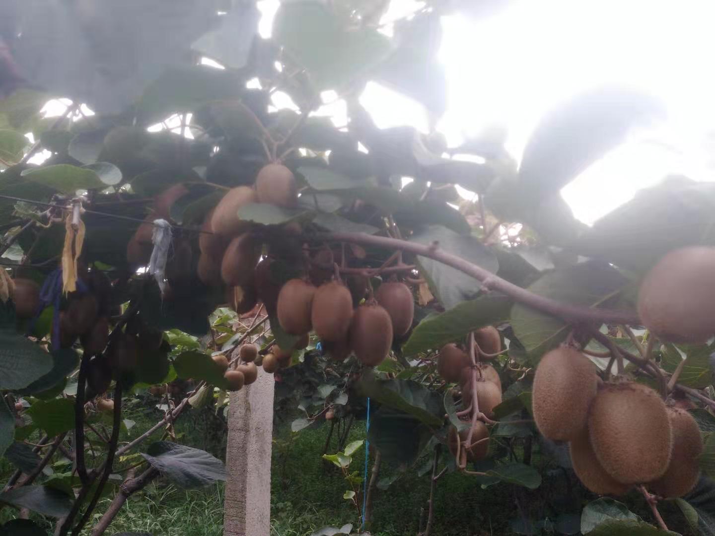 陕西秦岭的毛桃,秦岭毛毛桃在哪里