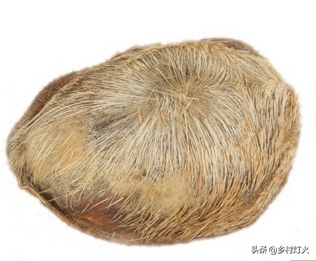 麝香去年价格,麝香市价