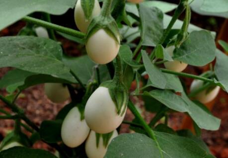 王大妈种菜视频大全,王大妈种菜