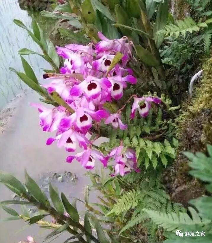 石斛兰最受不了的那种水!涨知识了