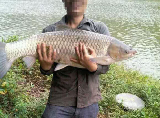 鱼为什么喜欢吃麦子,鱼为什么喜欢吃虾饵