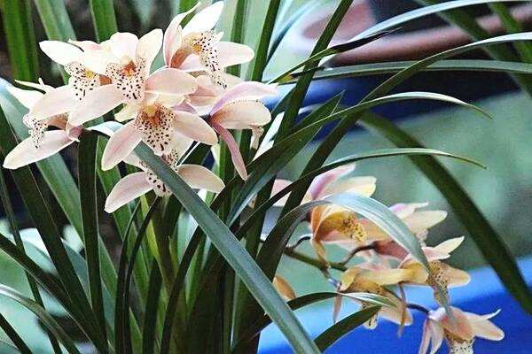 家庭养花存在的问题及解决方法,家庭养花易黄叶怎么办