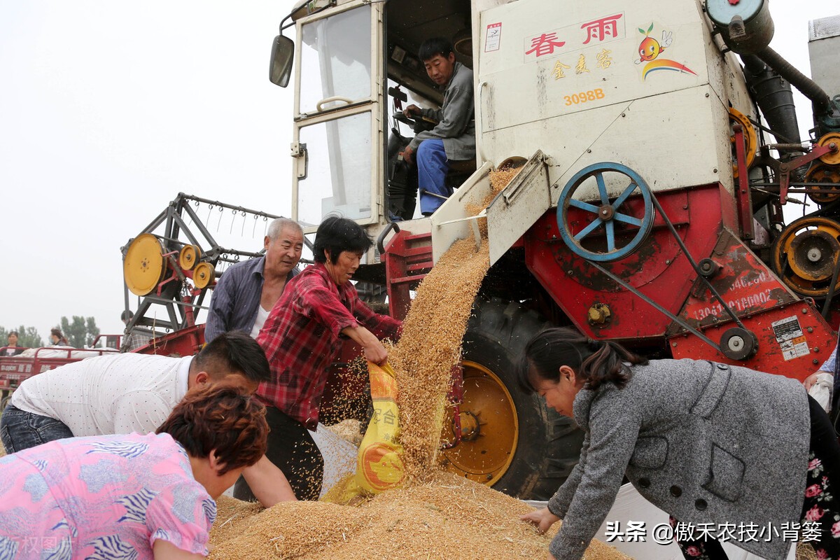 小麦早打和晚打有什么区别,小麦晚播品种能否早播