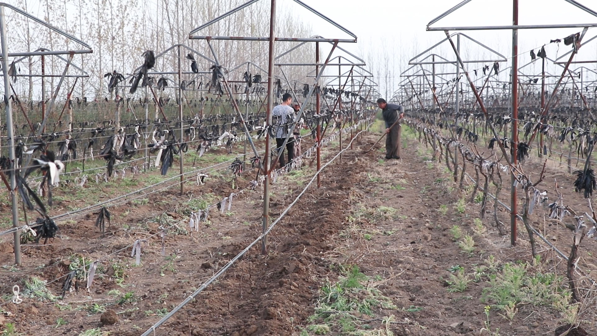 葡萄起垄栽培还是平地栽培,五大种植技巧