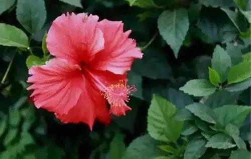 中国各市的市花,全国56个城市市花一览