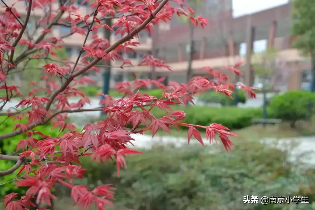 春和景明少年时,古雄小学2021年新生