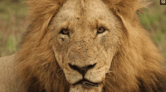 马赛人单挑非洲雄狮,狮子为啥惧怕马赛人