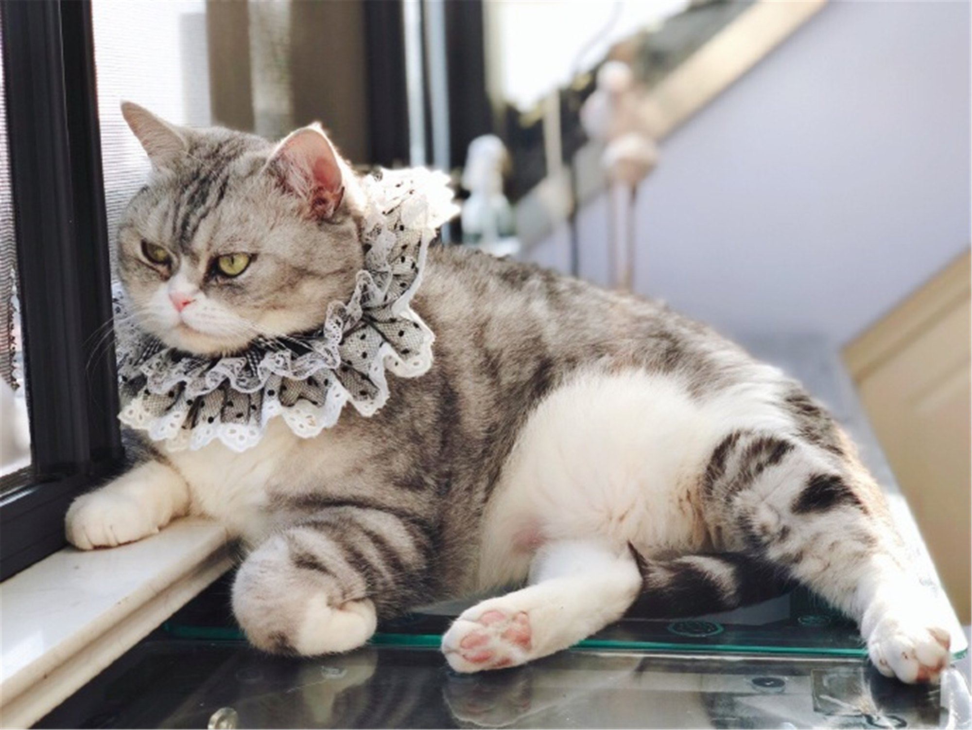 这些名贵的中华田园猫你都知道吗,田园猫哪个品种最稀少