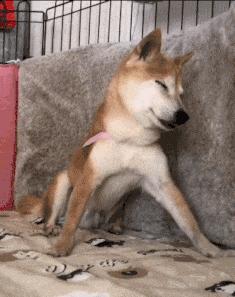 在野外发现甘蔗,在山里发现甘蔗