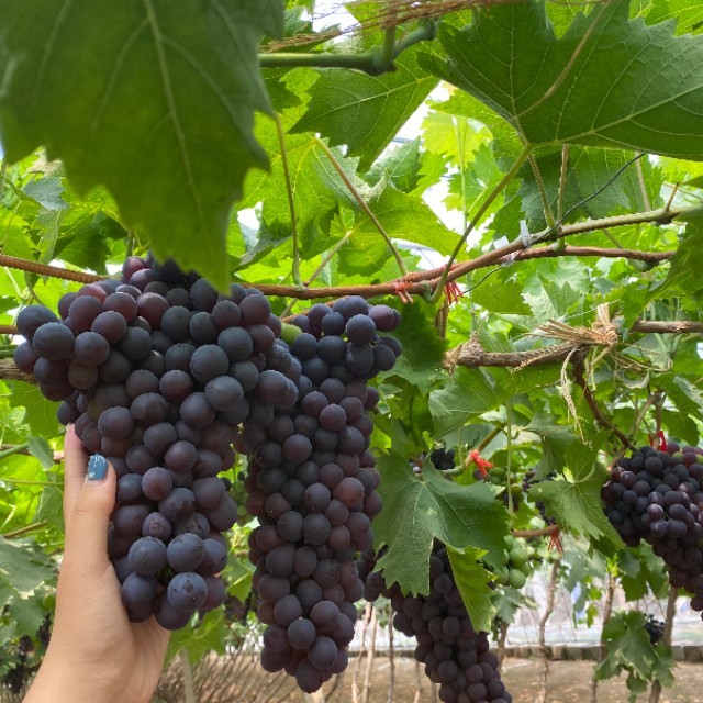 昌黎黄金农家院住宿,黄金海岸农家院住宿选金海渔村