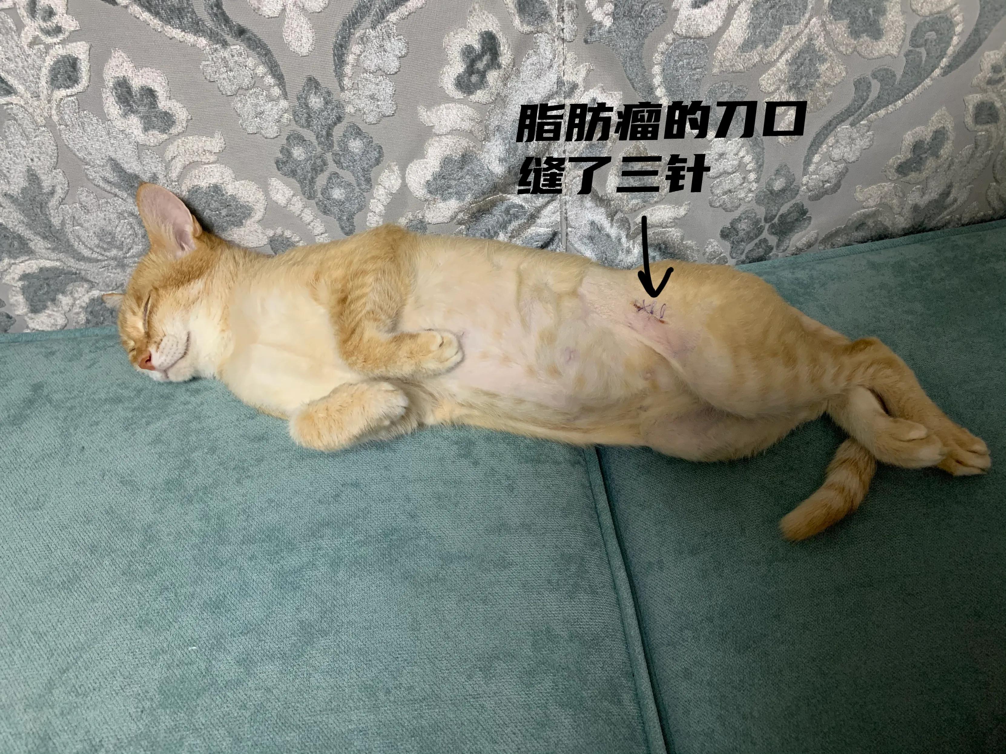 猫肛周脓肿一直流脓怎么办,猫咪肛腺发炎有脓要怎么挤