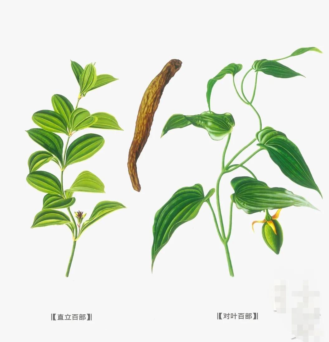 中药古今研究续断,中药古今研究青黛