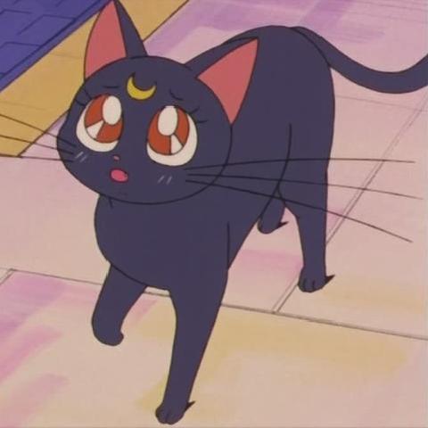 中华田园猫黑猫绿眼,中国田园猫咪黑猫