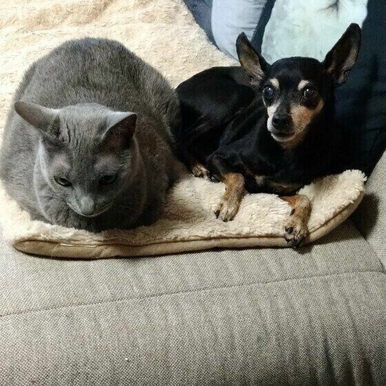 猫和狗的祖先是古猫兽吗,猫和狗的祖先进化史