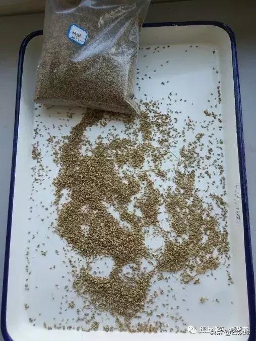 如何防除稗草,抗性稗草与普通稗草区别