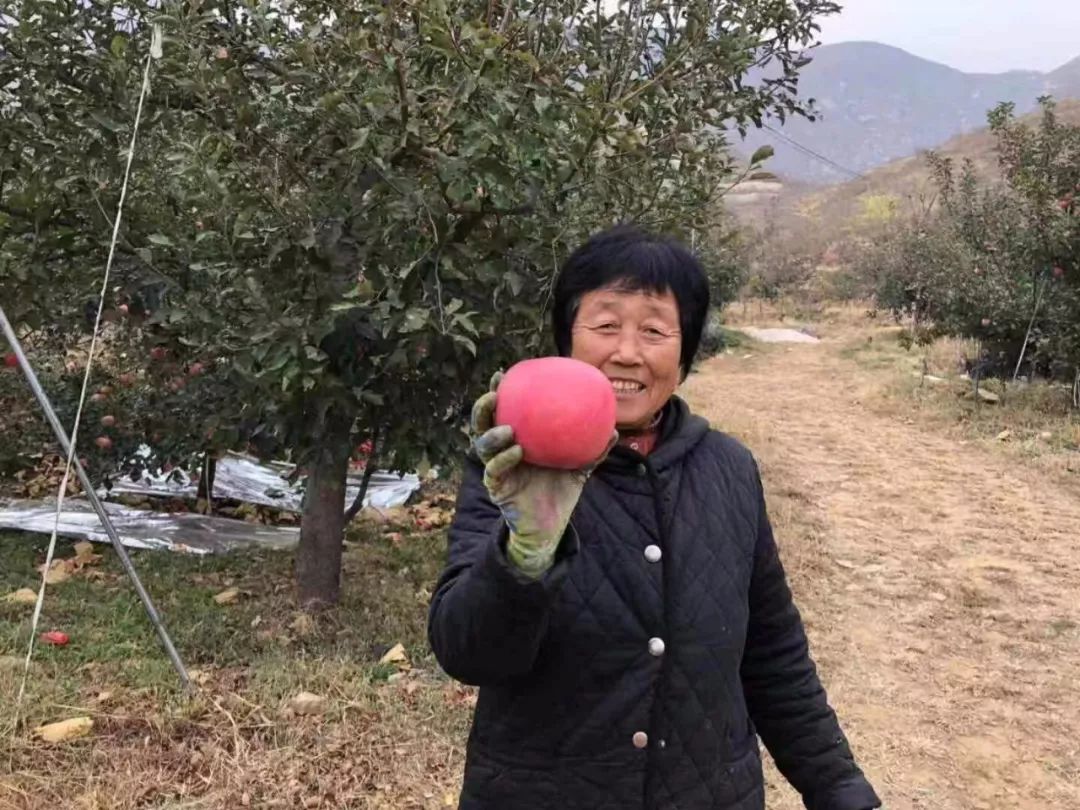 遵化优质苹果,墙裂安利最好看的剧