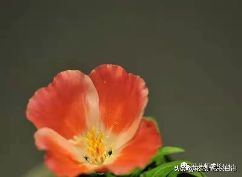 10种在花镜设计中常用的紫色花卉,南方适合做花境的花卉种类