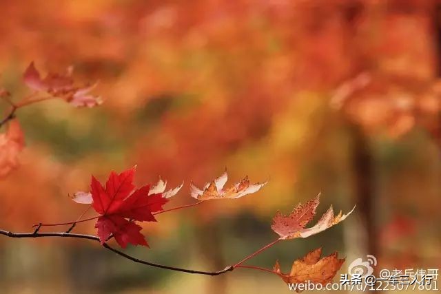 大连有一个蓝色的小城堡景点,大连秋季旅游景点攻略大全