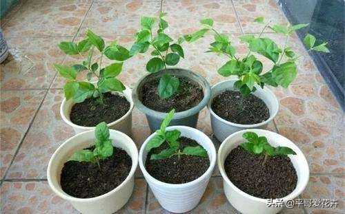 12月底，学会自制3种“营养土”，来年换盆肥效足、土壤疏松透气