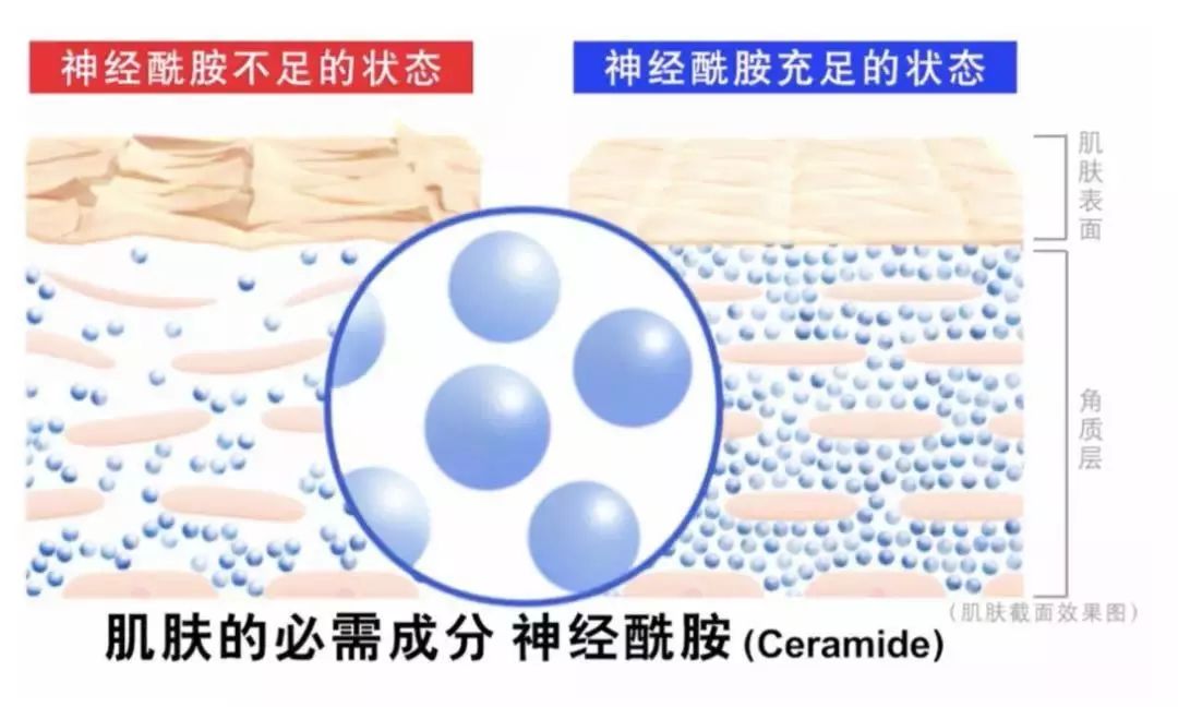 秋冬补水面霜推荐！高保湿不仅有科颜氏，珂润也不赖