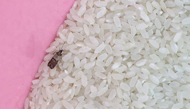 惊吓!卧室墙壁沾着几个小毛团,细看竟……专家解释→