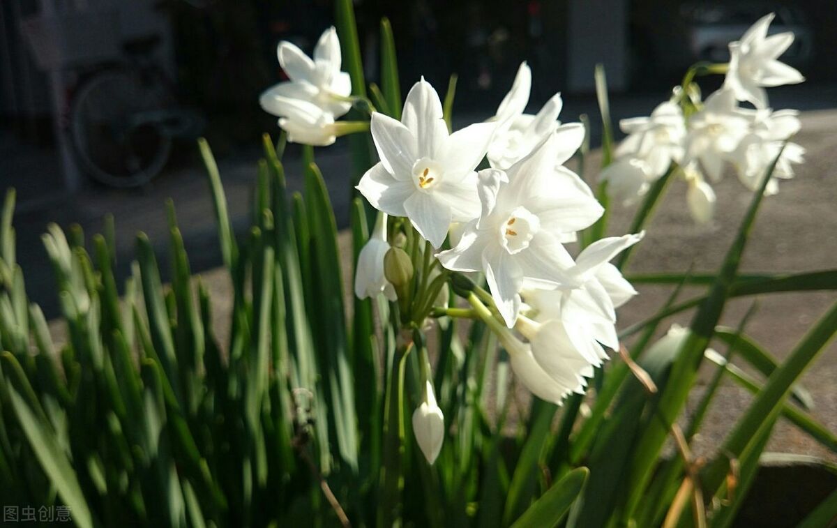 生日鲜花用哪几种花,代表友谊长存和生日快乐花语的花