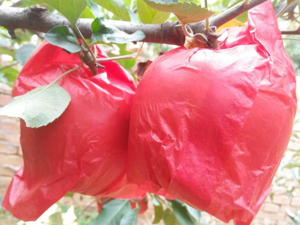 苹果为啥要套袋子,苹果套袋为什么用塑料袋