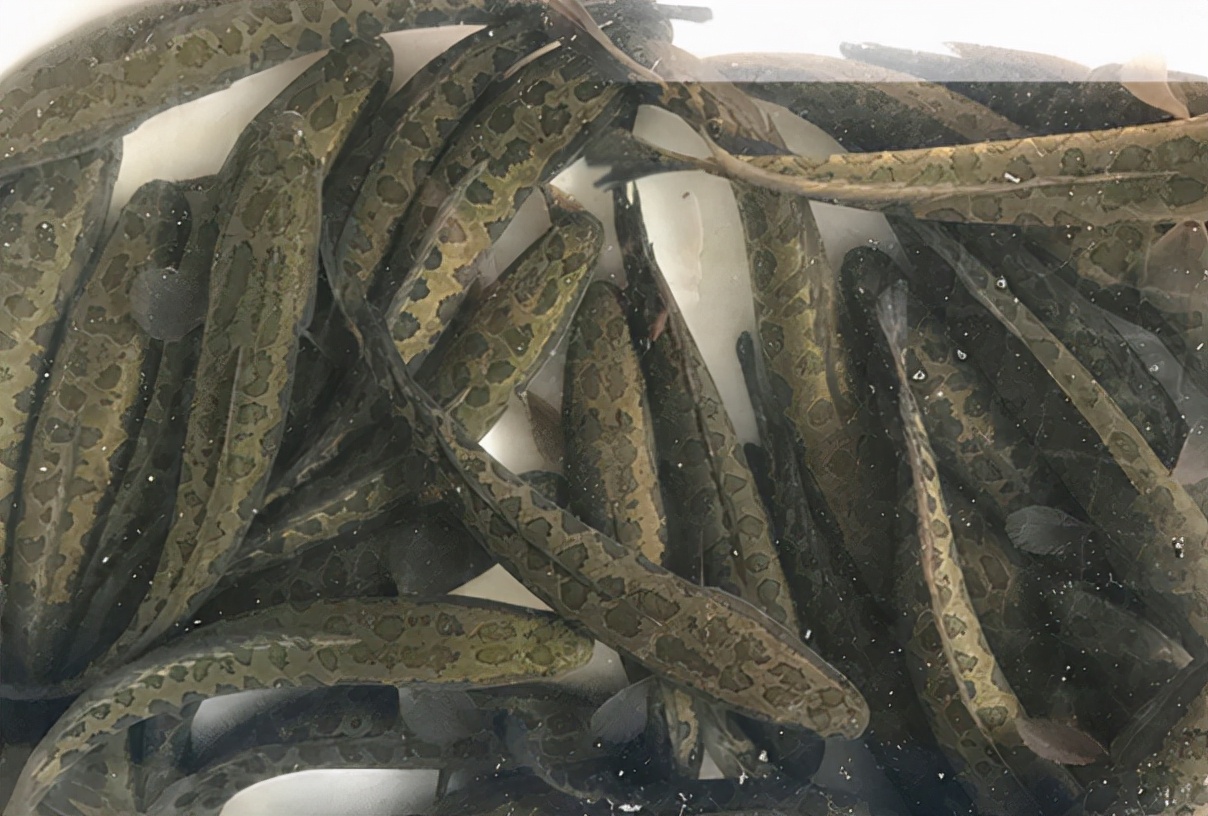 财鱼:长得吓人,凶猛又爱吃鱼,离水3天不死,却是“鱼中珍品”