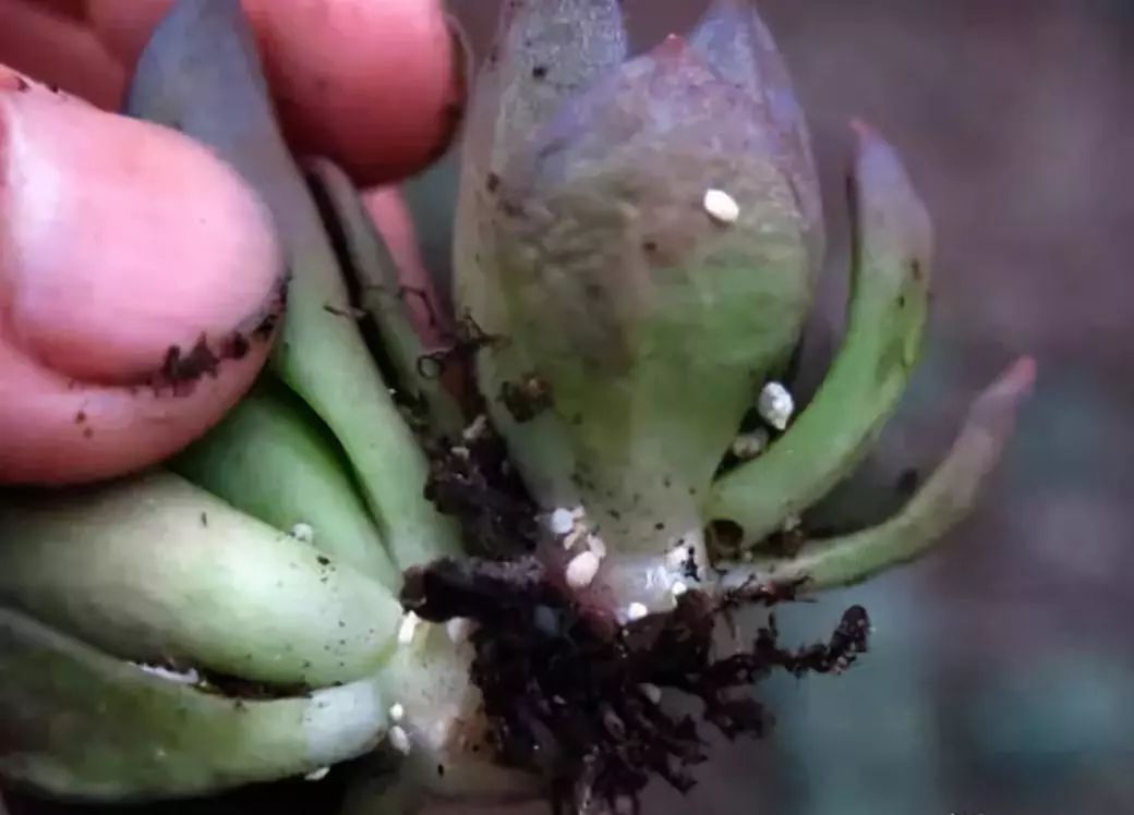 养花得了蚜虫蚧壳虫小黑飞，水里“加点它”，统统“灭干净”