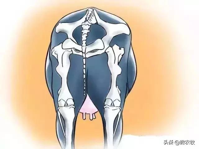 母牛分娩过程分为哪三个时期,母牛从怀孕到分娩用多长时间