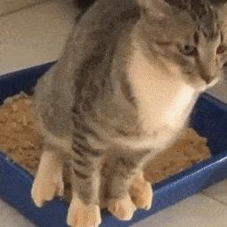 猫咪哪种打喷嚏情况需要注意,猫咪打喷嚏需要注意什么