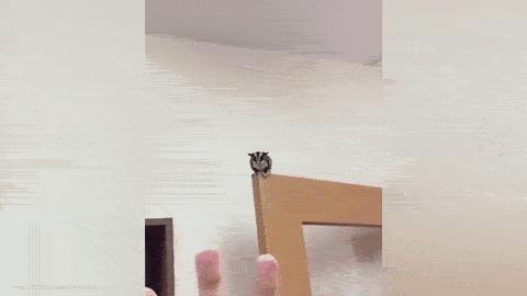 目前狗的市场行情,今年狗的行情怎么样