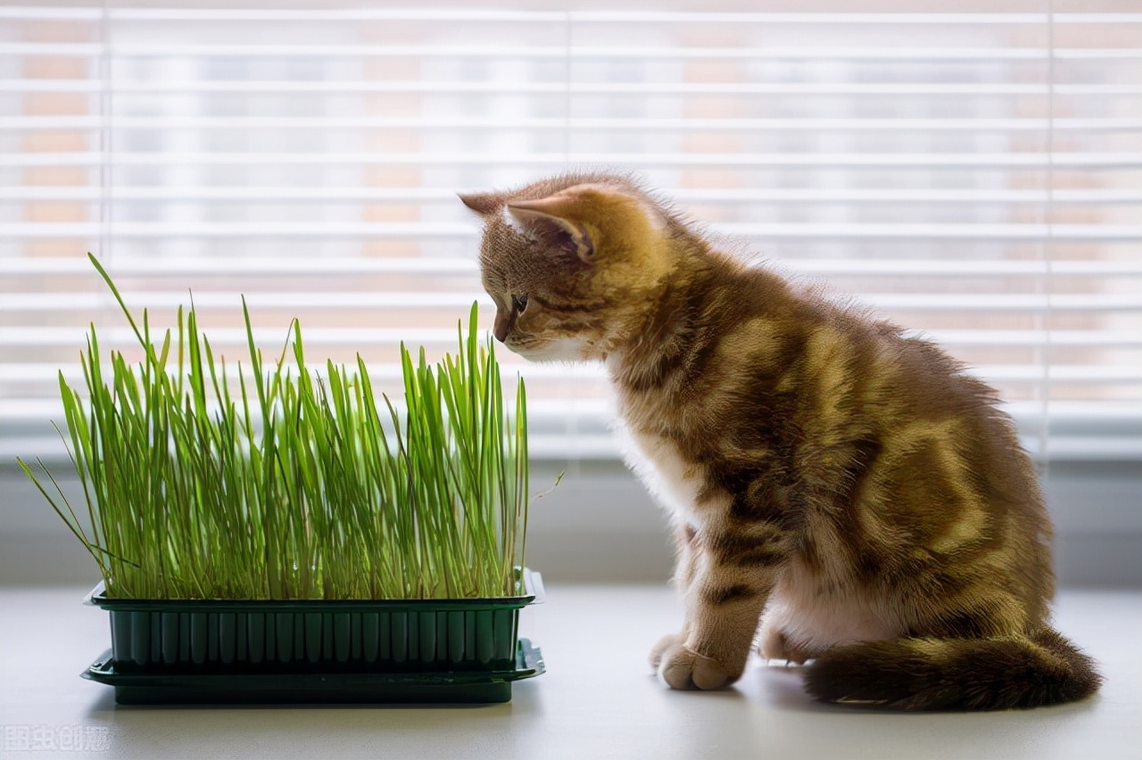 猫咪也会放屁吗,猫咪最近老是放屁是怎么回事