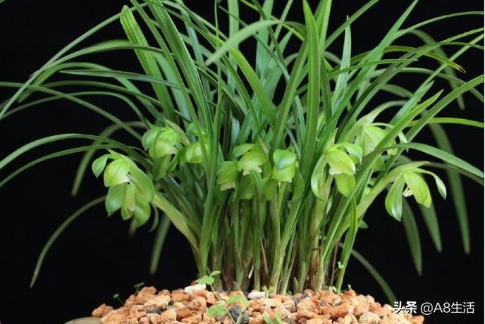 春兰张荷素兰花介绍,每日一品中国兰花春兰