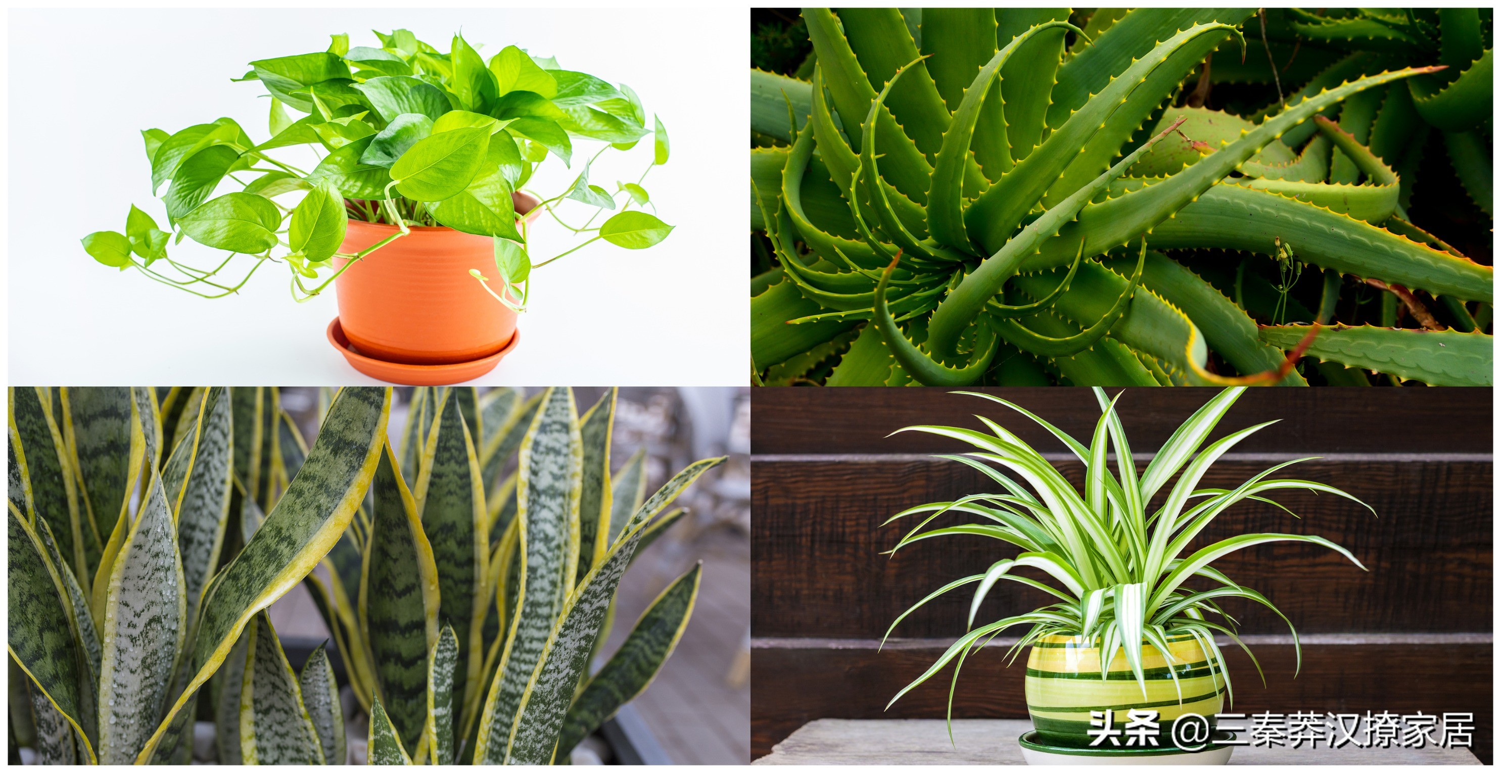 房子装修味道大怎样才能去味快,装修完房子有味道怎么去除