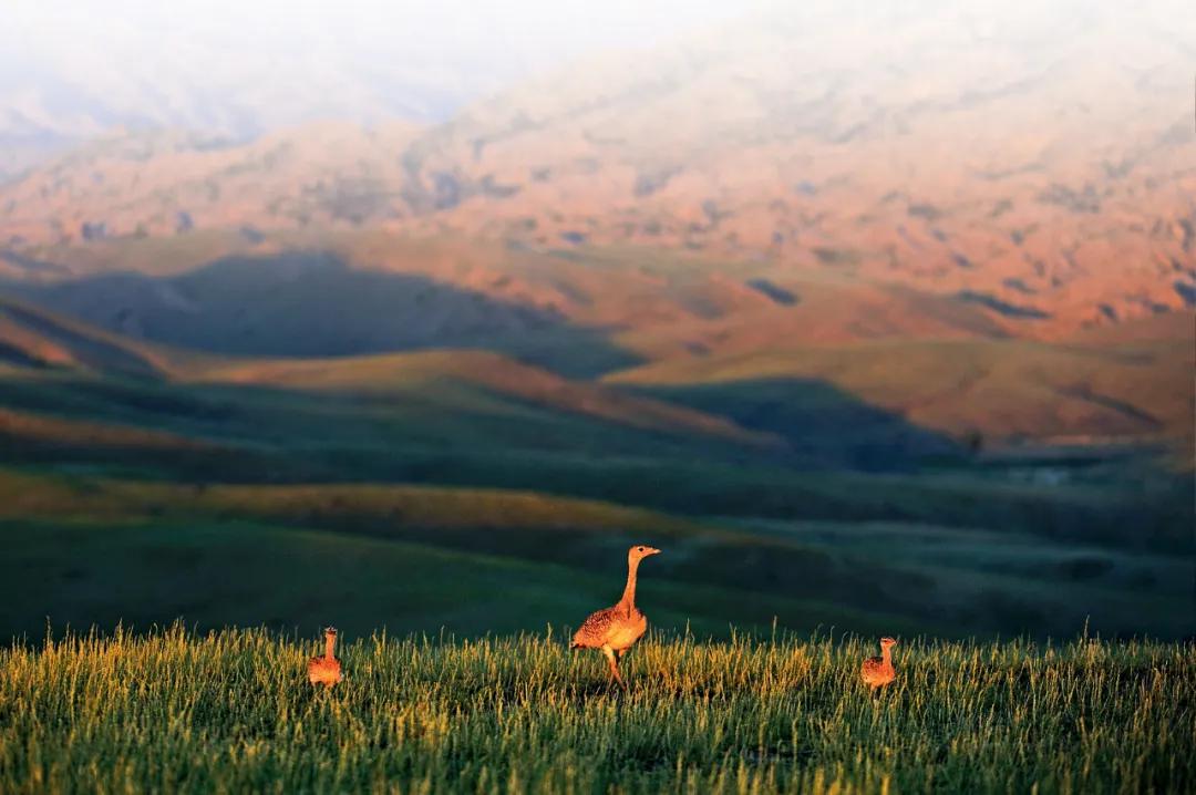 世界爱鸟日普及,观测鸟类迁徙迎接国际爱鸟日