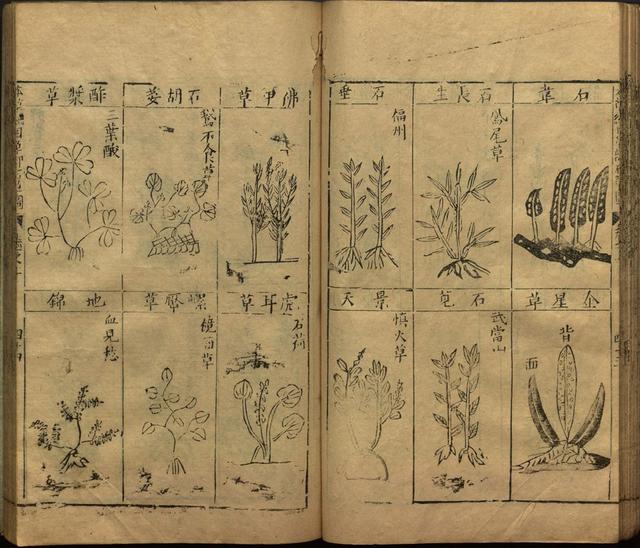 本草纲目中插图是李时珍画的吗,本草纲目李时珍插图