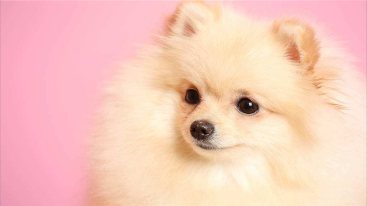 博美犬呕吐透明带白色泡沫,博美犬呕吐没精神吃什么药