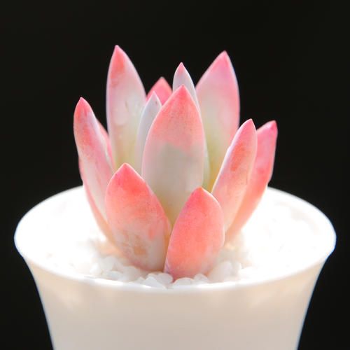 多肉植物有毒如何发现,多肉植物是否有毒