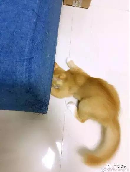 猫咪的怪癖铲屎官你们都知道吗,铲屎官养的猫咪有多厉害