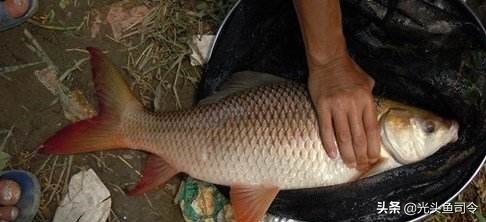 印度野鲮,印度野鲮鱼